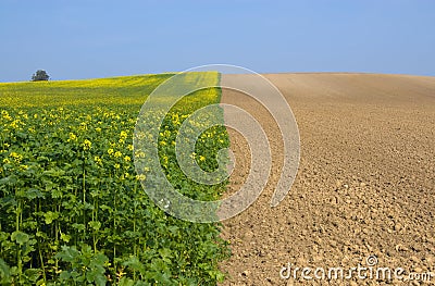 Canola Fields in autum Stock Photo