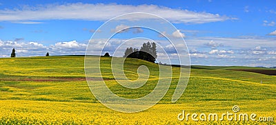 Canola fields Stock Photo