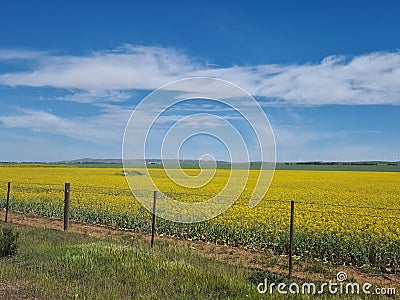 Canola fields flowers Southaustralia view Stock Photo