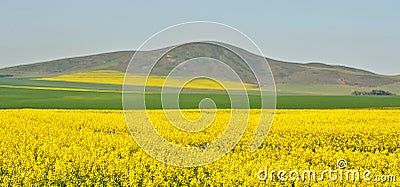 Canola fields Stock Photo