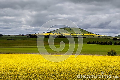 Canola Fields Near Smeaton Stock Photo