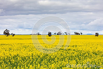 Canola Fields Near Smeaton in Victoria Australia Stock Photo
