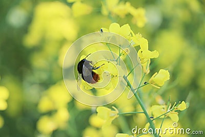 Canola flower and bee pollinated Stock Photo