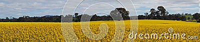 Canola flower field in Australia farm Stock Photo