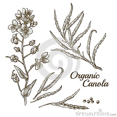 Canola flower, organic colza or rape plant branch Vector Illustration