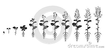 Canola growth cycle. Silhouette stages of rapeseed germination. Vector illustration of phases of plant sprouts Vector Illustration