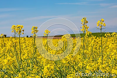 A Spring Sussex Farm Landscape with a Canola/Rapeseed Field Stock Photo