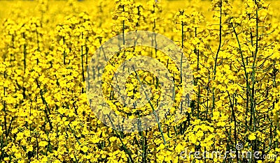 Canola Stock Photo