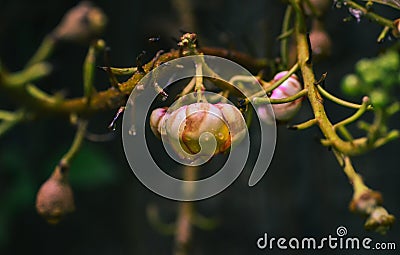 Canon Ball flower Stock Photo