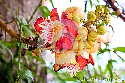 Canon ball red flowers Stock Photo