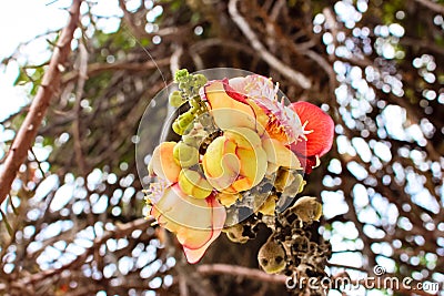 Canon ball red flowers Stock Photo