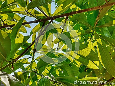 The canon ball tree leafs medicine for various health problems. Stock Photo