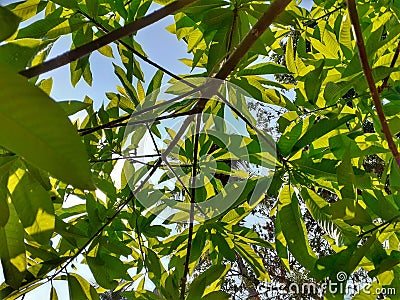 The canon ball tree leafs medicine for various health problems. Stock Photo