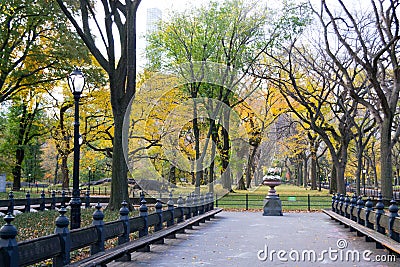 Canopy of American elms in Central Park Stock Photo