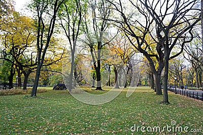 Canopy of American elms in Central Park Stock Photo