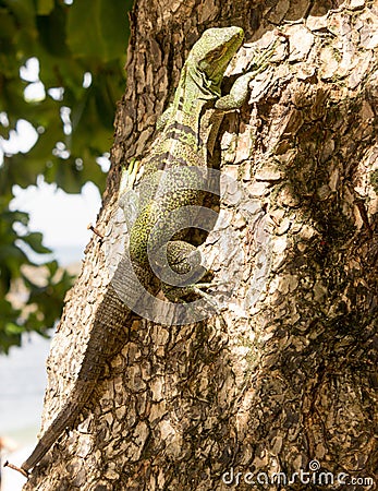 A large green and black striped iguana pauses as it ascends a tree. Stock Photo