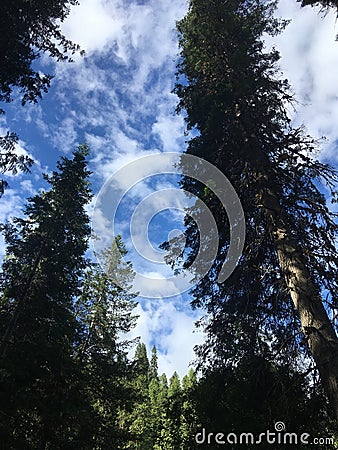 Pine trees along Clearwater River, Idaho Stock Photo