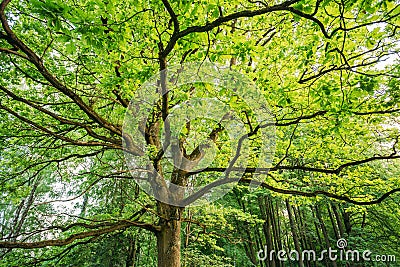 Canopy Of Tall Oak Tree. Sunny Deciduous Forest Stock Photo