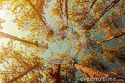 Canopy Of Tall Pine Trees. Upper view Branches Stock Photo