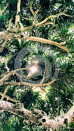 The canopy of a tree is so shady with its branching branches Stock Photo