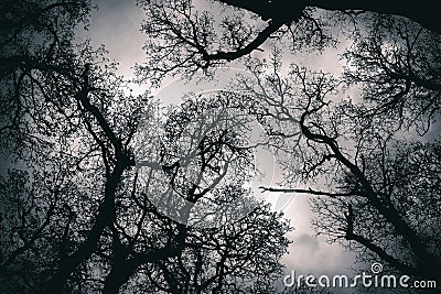 Canopy treetop Stock Photo