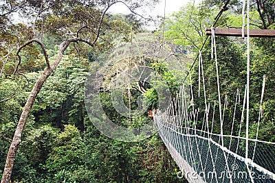 Canopy walk. Malaysia Stock Photo