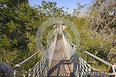 Canopy Walk in a Subtropical Forest Stock Photo