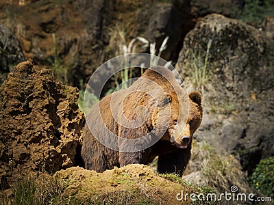 Cantabrian brown bear Stock Photo