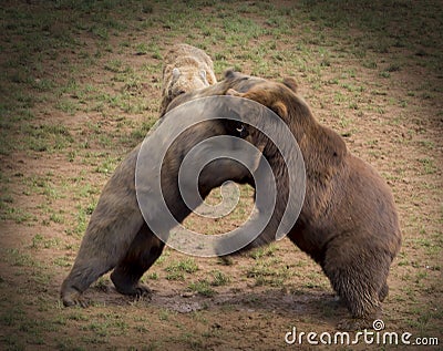 Cantabrian brown bear Stock Photo