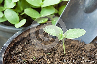 Cantalope Sprout Stock Photo