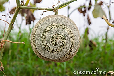 Cantaloupe melon. Ripe cantaloupe melon growing in greenhouse farm Stock Photo