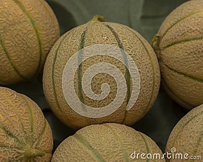 Cantaloupe melon, a small yellow fruit with a clear natural pattern and green stripes. Ripe juicy sweet melon Stock Photo