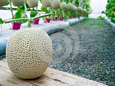 Cantaloupe melons growing in a greenhouse stand on center of the Stock Photo