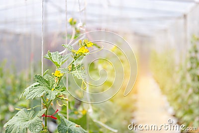 Cantaloupe melons plants growing in film greenhouses farm Stock Photo