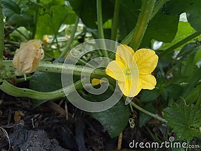 Beautiful yellow cantaloupe or cucumber flowers Stock Photo