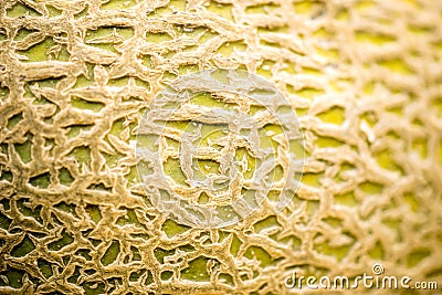 Cantaloupe Skin Macro Stock Photo