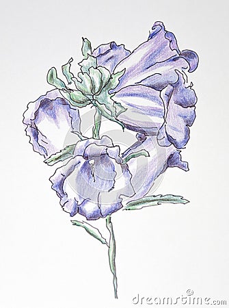 Canterbury Bells drawing in ink and colored pencil Stock Photo