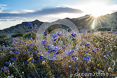 Canterbury Bells wildflowers in Joshua Tree National Park during Californias superbloom Bell wildflowers in Joshua Tree National Stock Photo