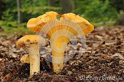 Cantharellus cibarius mushroom Stock Photo