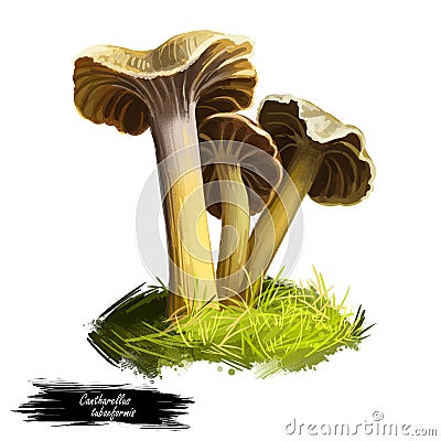 Cantharellus or Craterellus tubaeformis, yellowfoot or winter mushroom closeup digital art illustration. Boletus has brownish grey Cartoon Illustration