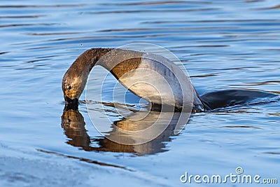 Female Canvasback Duck diving in blue lake Stock Photo