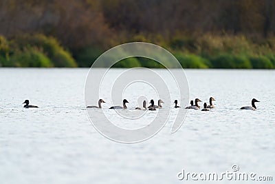 Canvasback resting in a lake Stock Photo