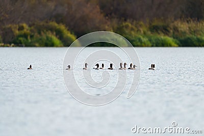 Canvasback resting in a lake Stock Photo