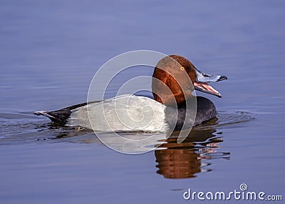 Canvasback Swimming in the Choptank River Stock Photo