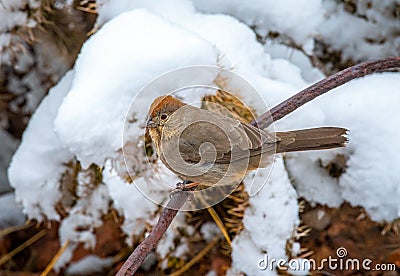 Canyon Towhee in a Snowy Canyon Stock Photo