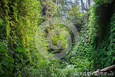 Canyon walls covered in five finger ferns, Fern Canyon, Prairie Creek Redwoods State Park, California Stock Photo