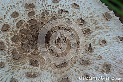 Cap of parasol mushroom Macrolepiota procera with original pattern of brown scales in circles, in background of dark dry leaves Stock Photo