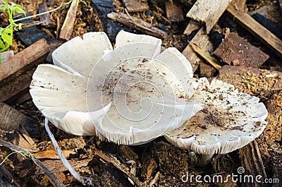 Top Of Pluteus Petasatus Mushrooms Stock Photo