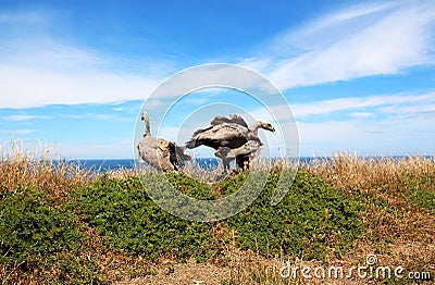 Cape barren goose Cereopsis novaehollandiae Stock Photo