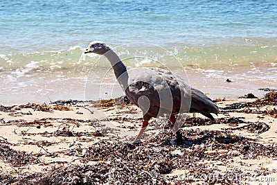 Cape barren goose Cereopsis novaehollandiae Stock Photo